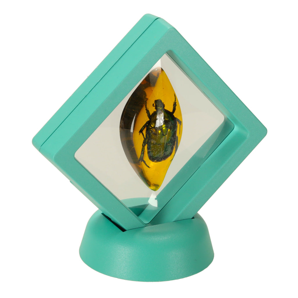 Archeologiniai kasinėjimai vabzdžiai gintare – vaizdas 4