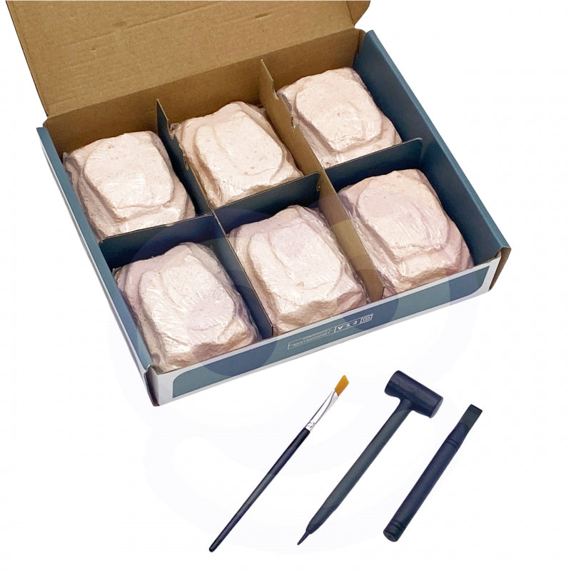 WOOPIE archeologiniai kasinėjimai 6in1 Dinozauro skeletas