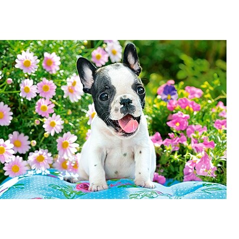 Castorland dėlionė French Bulldog Puppy 500 det – vaizdas 2