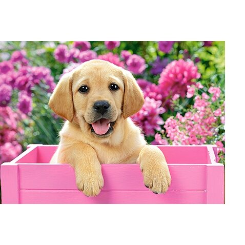 Castorland dėlionė LABRADOR PUPPY IN PINK BOX 300 det – vaizdas 2