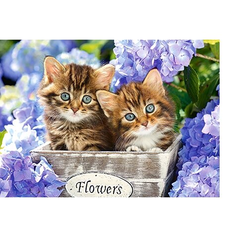 Castorland dėlionė CUTE KITTENS 60 det – vaizdas 2