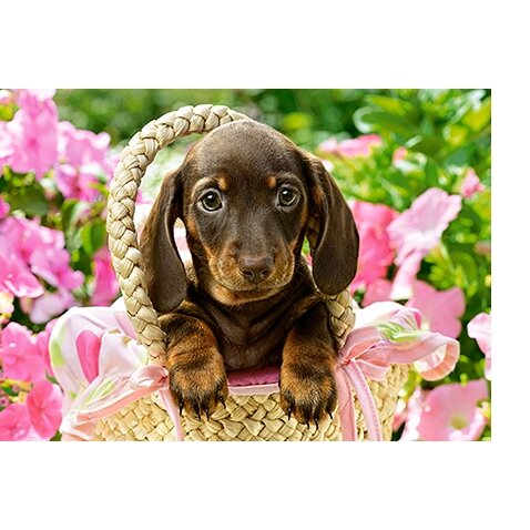 Castorland dėlionė CUTE DACHSHUND 260 det – vaizdas 2