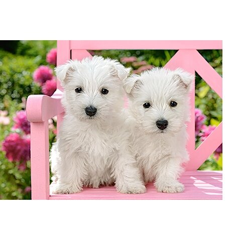 Castorland dėlionė WHITE TERRIER PUPPIES 120 det – vaizdas 2