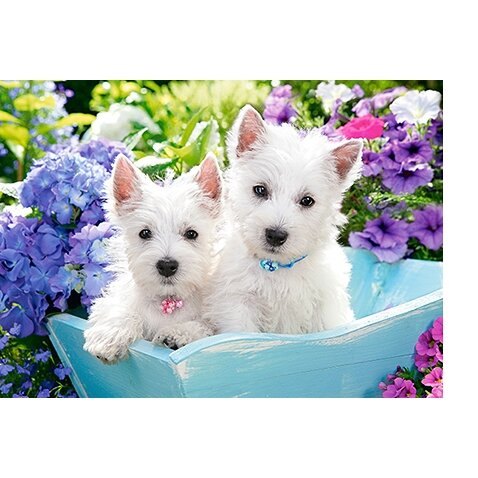 Castorland dėlionės Westie Puppies 60 det – vaizdas 2