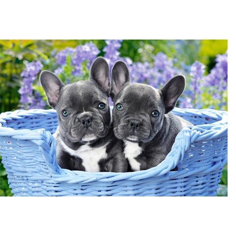 Castorland dėlionė French Bulldog Puppies 1000 det – vaizdas 2