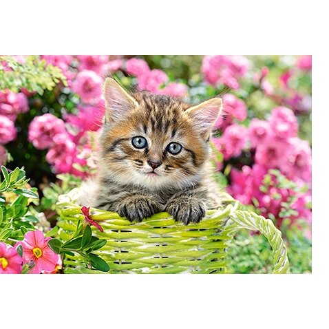Castorland dėlionė Kitten in Flower Garden 500 det – vaizdas 2