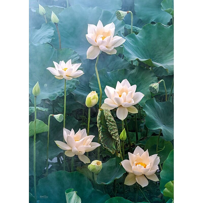 Cherry Pazzi dėlionė White Lotus 1000 det – vaizdas 4