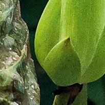 Cherry Pazzi dėlionė White Lotus 1000 det – vaizdas 5