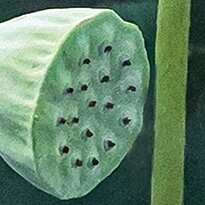 Cherry Pazzi dėlionė White Lotus 1000 det – vaizdas 6