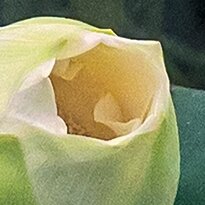 Cherry Pazzi dėlionė White Lotus 1000 det – vaizdas 8